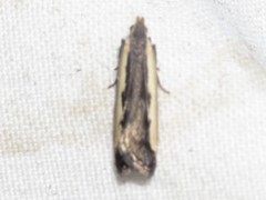 Dichomeris serrativittella