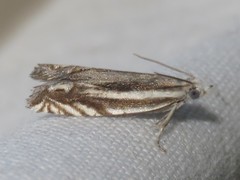Eucosma striatana