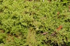 Ctenidium molluscum