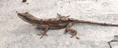 Anolis sericeus