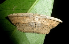 Phalacra vidhisara