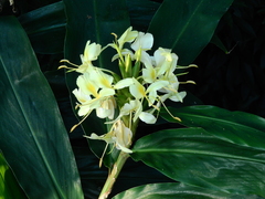 Hedychium