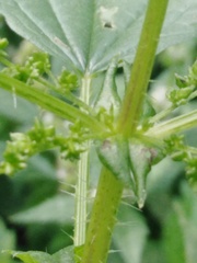 Urtica kioviensis