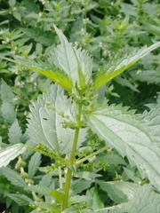 Urtica kioviensis