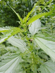 Urtica kioviensis
