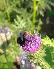 Bombus lapidarius
