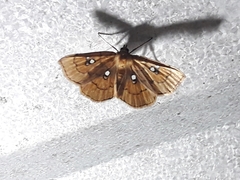 Cacographis osteolalis