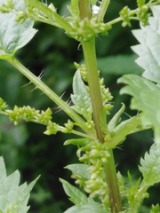 Urtica kioviensis