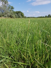 Scorzonera parviflora