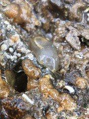 Ciona intestinalis