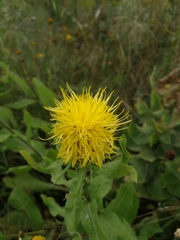 Centaurea macrocephala