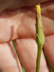 Scorzonera parviflora