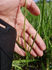 Scorzonera parviflora