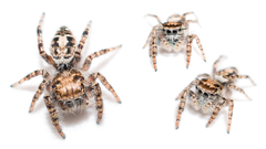 Phidippus