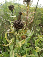 Centaurea macrocephala