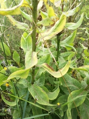 Centaurea macrocephala