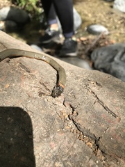 Diadophis punctatus modestus