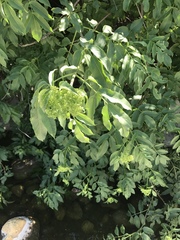 Magnoliopsida