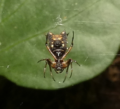 Micrathena picta