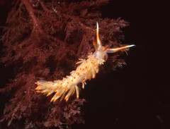 Austraeolis stearnsi