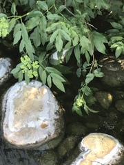 Sambucus cerulea