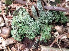 Cladonia humilis