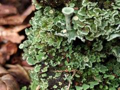 Cladonia humilis