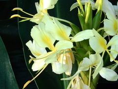 Hedychium