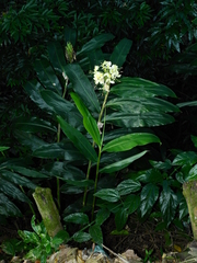 Hedychium