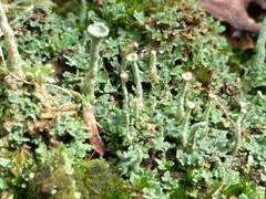 Cladonia humilis