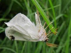 Sericoptera