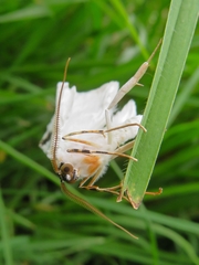 Sericoptera