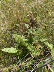 Dracocephalum grandiflorum