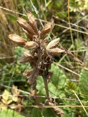 Dracocephalum grandiflorum