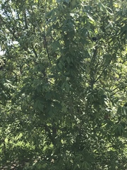 Acer negundo