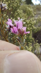 Amphithalea ericifolia erecta