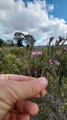 Amphithalea ericifolia erecta