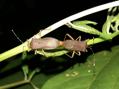 Anasa bellator
