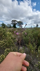 Amphithalea ericifolia erecta