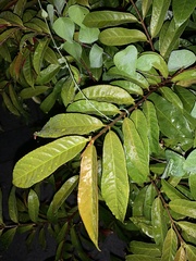 Excoecaria cochinchinensis