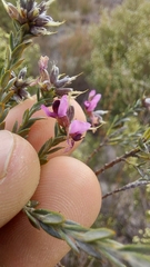 Amphithalea ericifolia erecta
