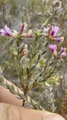 Amphithalea ericifolia erecta