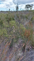 Amphithalea ericifolia erecta