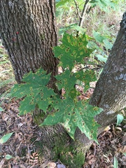 Acer platanoides