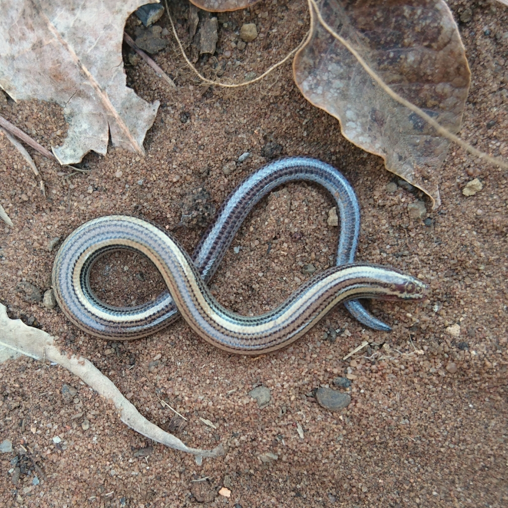 Zululand Dwarf Burrowing Skink