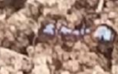 Solenopsis saevissima