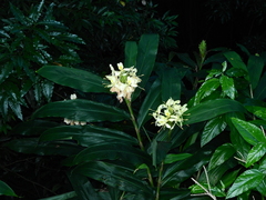 Hedychium