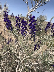 Psorothamnus arborescens