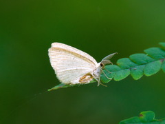 Cabera exanthemata