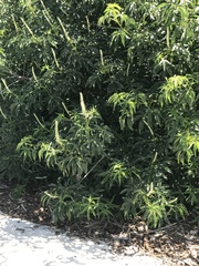 Aesculus californica